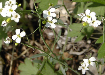 Arabidopsis lyrata