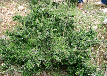 Olea europaea sylvestris