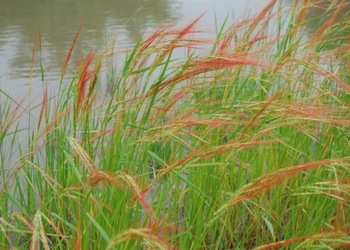 Oryza barthii