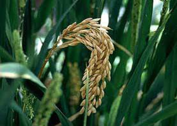Oryza indica