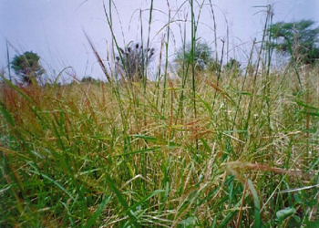 Oryza longistaminata