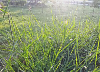 Oryza rufipogon