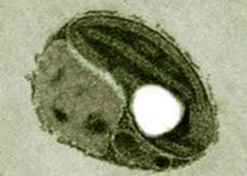Ostreococcus lucimarinus