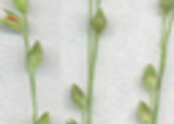 Panicum hallii fil2