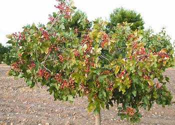 Pistacia vera