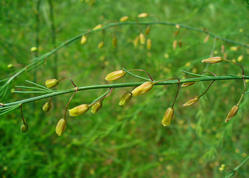 Asparagus officinalis
