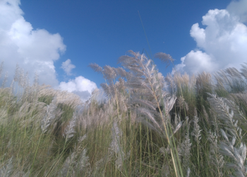 Saccharum spontaneum