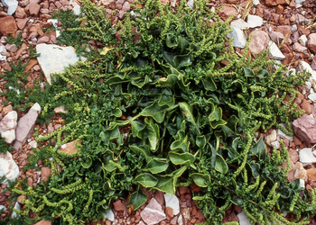 Beta vulgaris