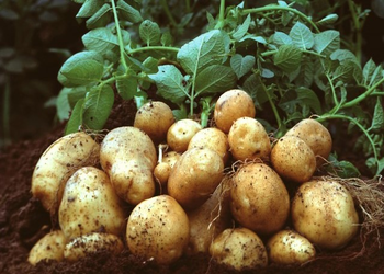 Solanum tuberosum