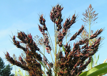 Sorghum bicolor