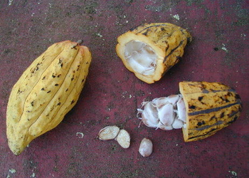 Theobroma cacao criollo