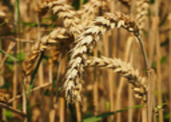 Triticum aestivum arinalrfor