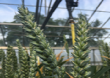 Triticum aestivum cadenza