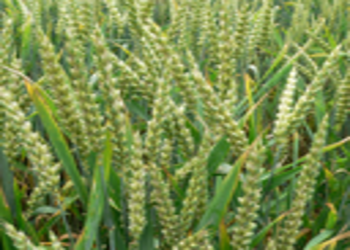 Triticum aestivum jagger