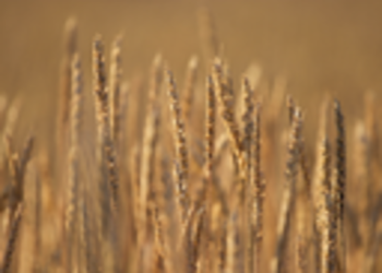 Triticum aestivum landmark