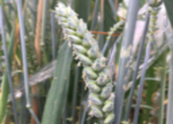 Triticum aestivum paragon