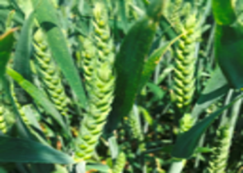 Triticum aestivum robigus