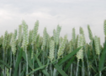 Triticum aestivum weebil