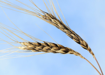 Triticum dicoccoides