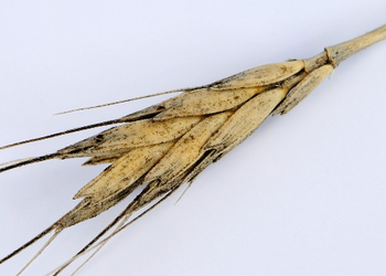 Triticum urartu