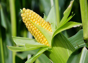 Zea mays
