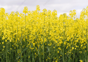 Brassica napus