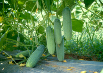 Cucumis sativus