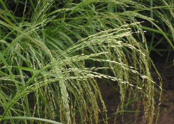 Eragrostis tef