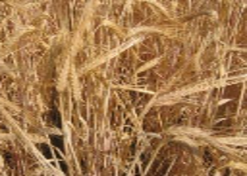 Hordeum vulgare goldenpromise