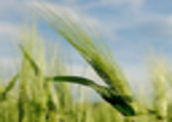 Hordeum vulgare tritex