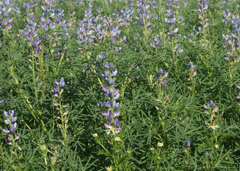 Lupinus angustifolius
